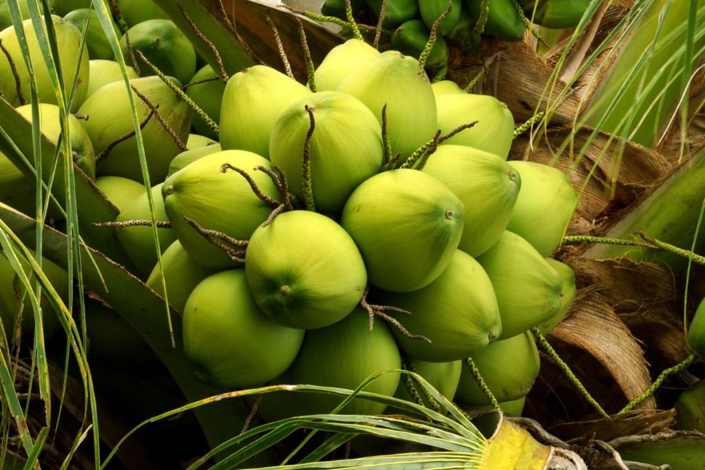 Dừa là loại quả cực kì phổ biến