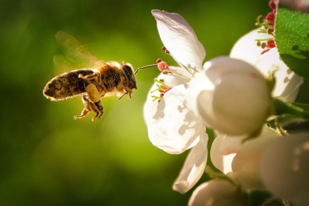 Tác động của ong đến môi trường