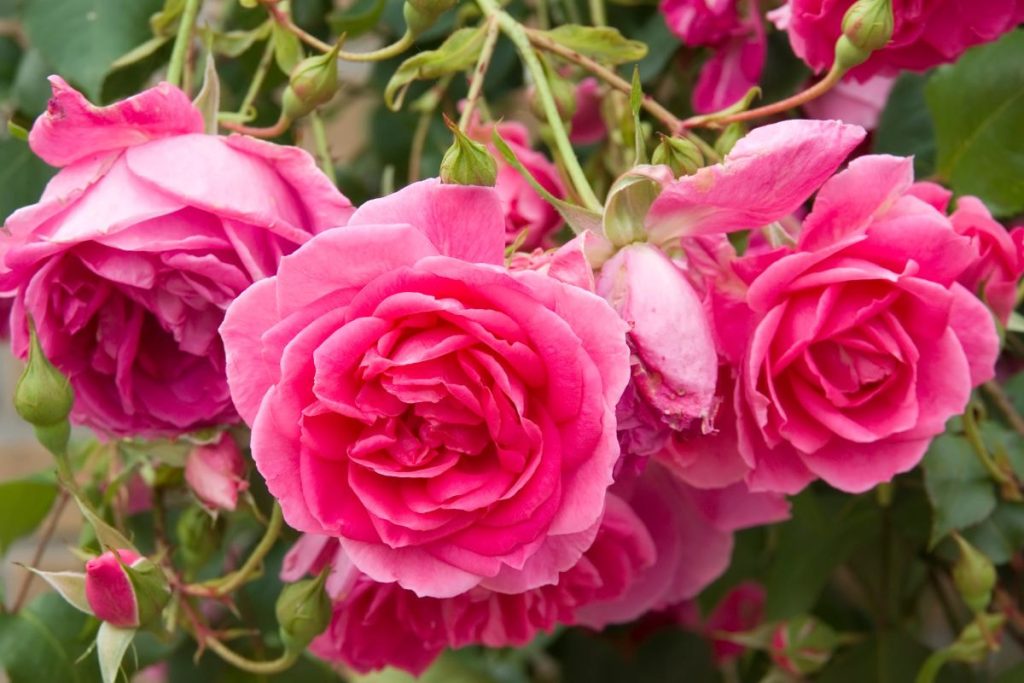 Tại sao hoa hồng là biểu tượng của tình yêu?